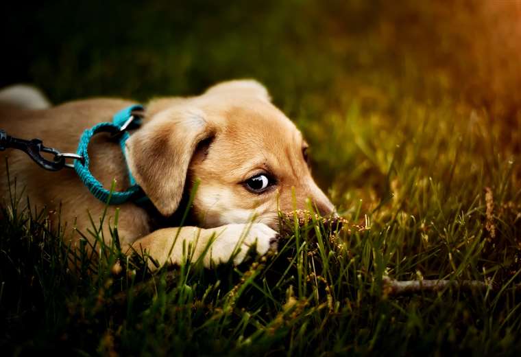 Estrés en perros: ¿Cuáles son las consecuencias?