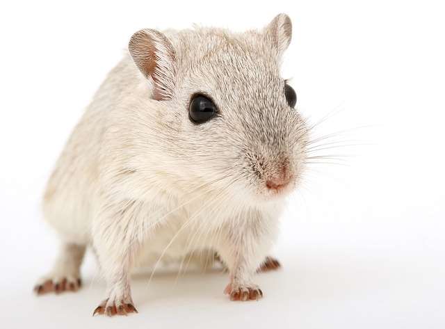 Ratones con parálisis vuelven a caminar tras inyectarles nuevo asombroso fármaco