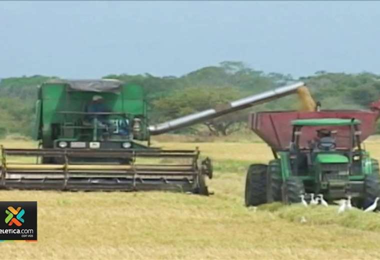 Precio de kilo de arroz podría sufrir otra alza este año