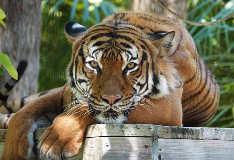 Matan a tigre que mordió el brazo de trabajador en zoológico de EE. UU.