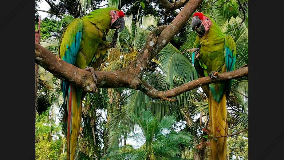 Disputa por lapas: refugio denuncia que MINAE quiere "encerrarlas o