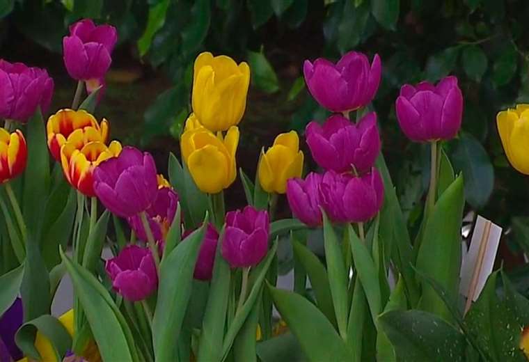 Aprenda sobre el mantenimiento de los tulipanes 