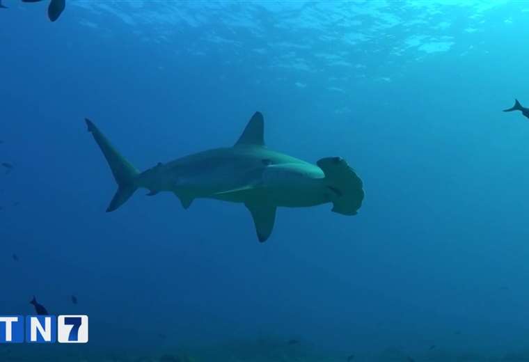 Buscan incluir a tiburón martillo en lista de especies en peligro de extinción