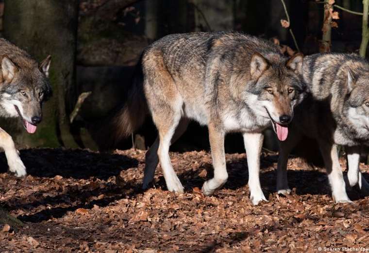 Los lobos están de regreso en bosques y valles de Alemania