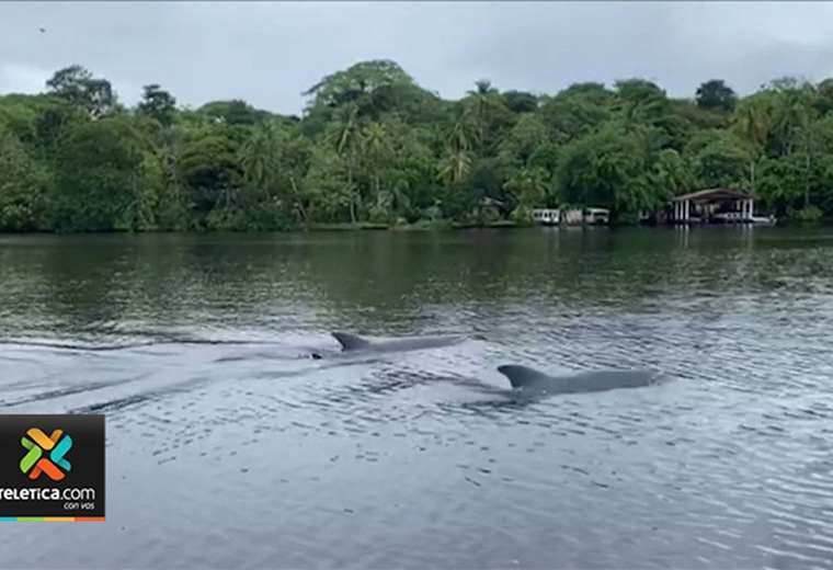 Delfines sorprendieron a varios turistas en Tortuguero