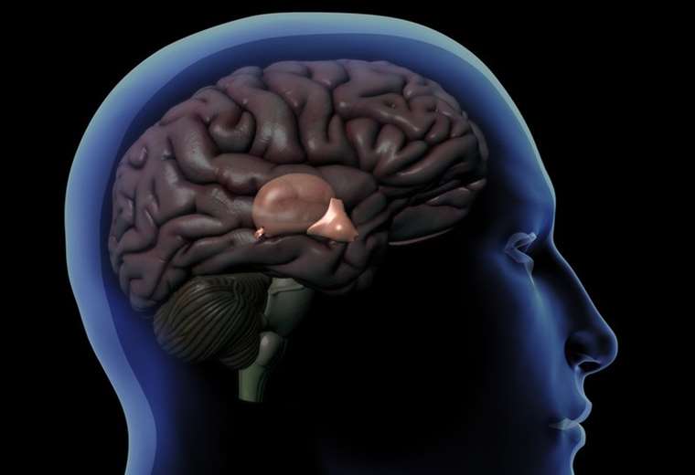 Cómo funciona la glándula pineal, el órgano que regula nuestro sueño