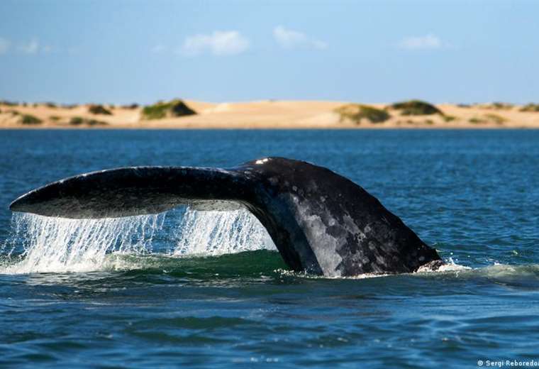 Una ballena gris extraviada aparece en el Mediterráneo francés