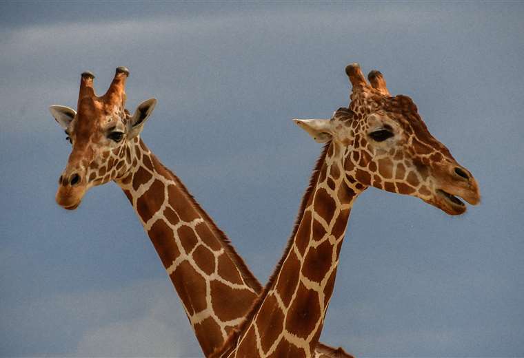 ¿Por qué las jirafas tienen el cuello largo?