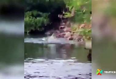 Video: cocodrilo sorprende y mata a mujer que lavaba ropa en río | Teletica