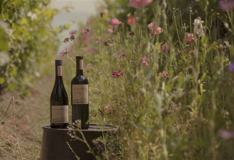 Amantes del vino podrán disfrutar de propuesta orgánica y eco amigable