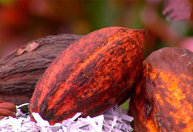 ¿Cuáles son los beneficios del cacao para la salud?     