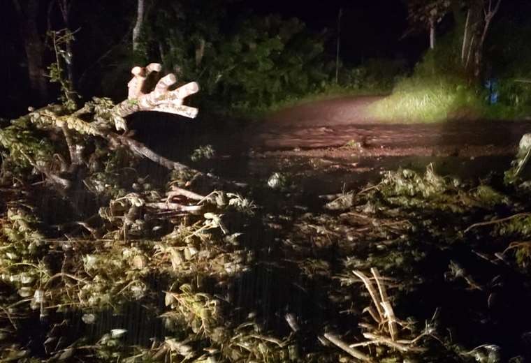 Fuertes lluvias provocaron caída de árboles e inundaciones en Garabito y Carrillo