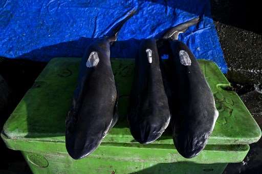 Incautan en Bogotá más de 3.000 aletas de tiburón con destino a Hong Kong