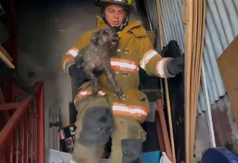 Video: Bomberos rescatan a perrito tras incendio en Heredia