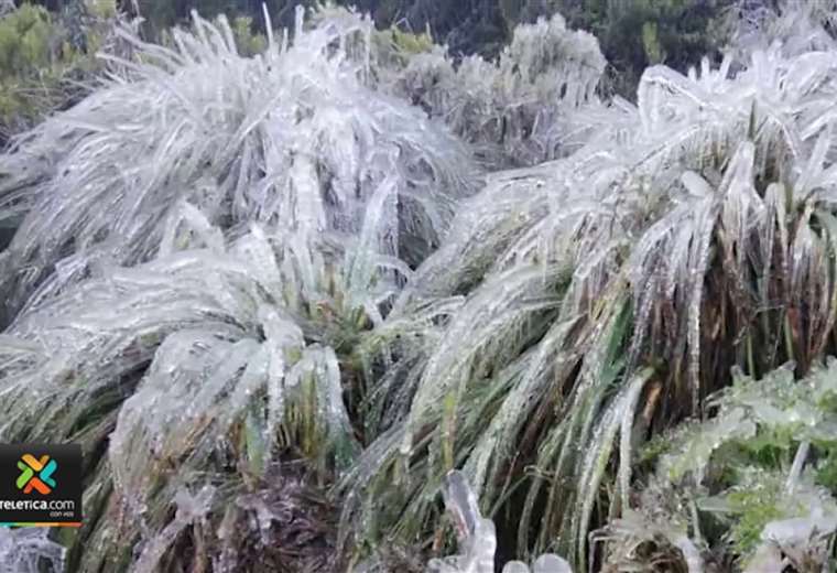 Video: Bajas temperaturas generaron escarcha en vegetación de Chirripó