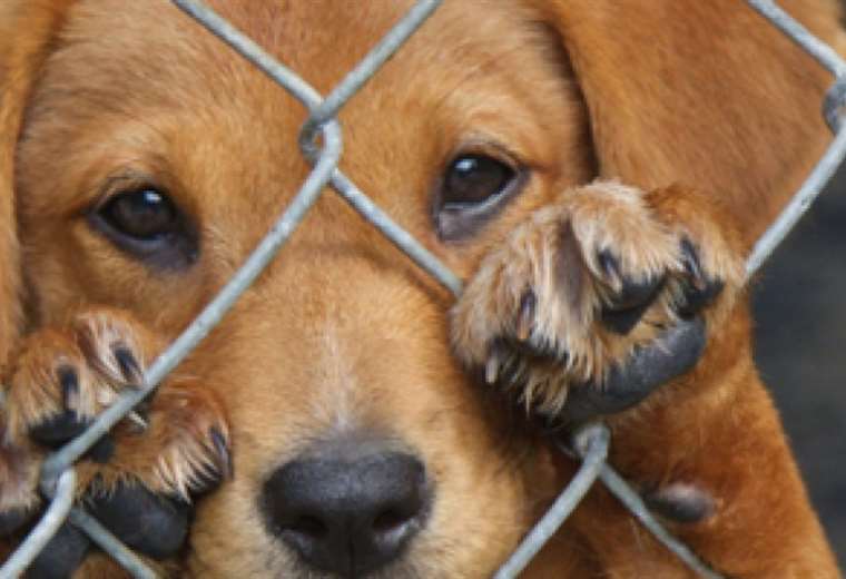 ¿Es inefectiva la aplicación de la ley contra el maltrato animal?
