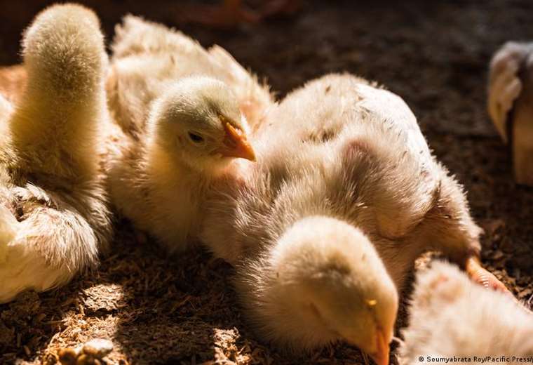 Inglaterra registra inusual contagio humano de gripe aviar
