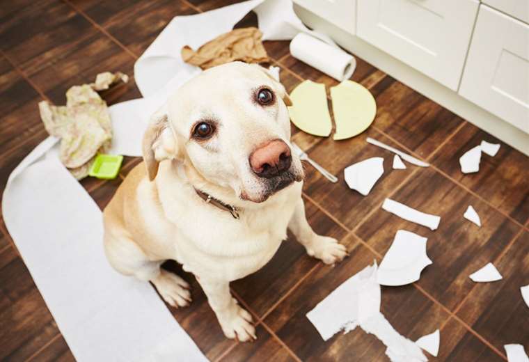 ¿Sabe que es la ansiedad por separación en perros?