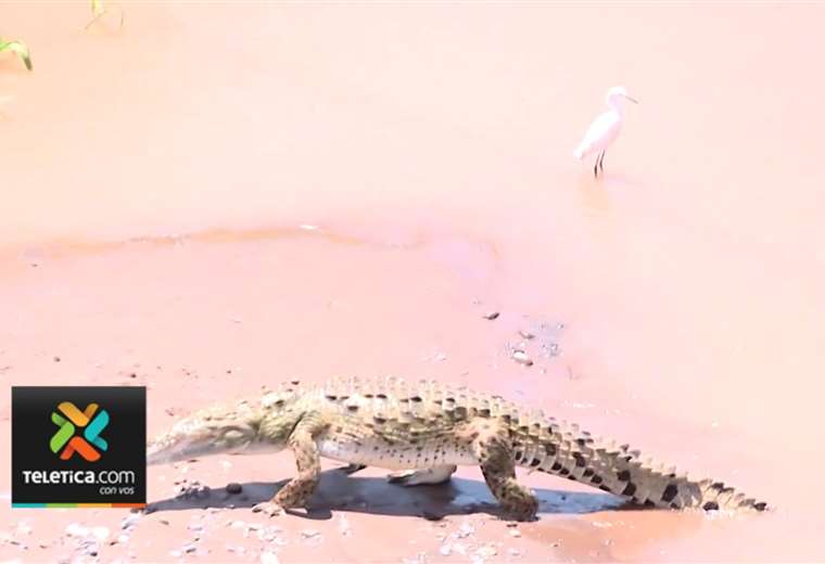 Matina: Menor arrastrado por cocodrilo mientras se bañaba en río | Teletica