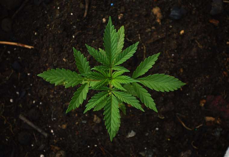 Diputados legalizan el cultivo y comercio del cannabis en Costa Rica