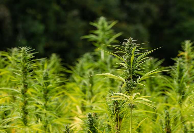 Cannabis ya se vende libremente en Nueva Jersey, Nueva York espera su turno