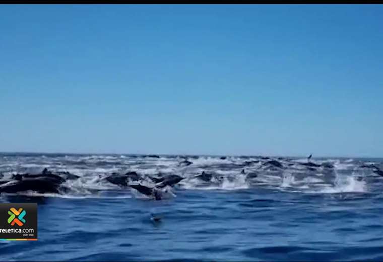 Turistas grabaron al menos 200 delfines giradores en Sámara de Guanacaste