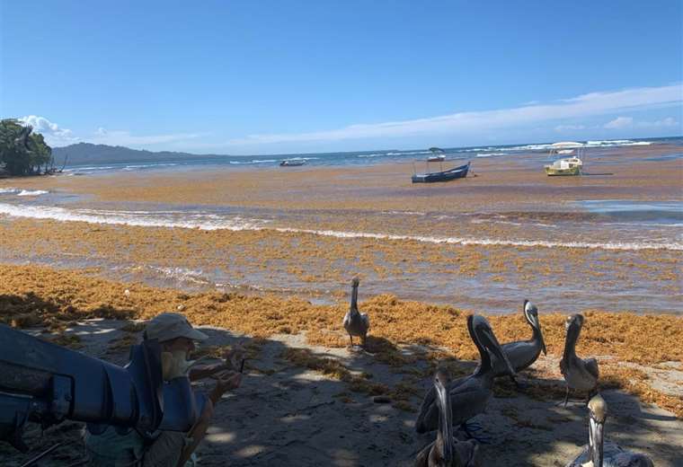 Video: Millones de algas pintaron de marrón las playas del Caribe sur costarricense