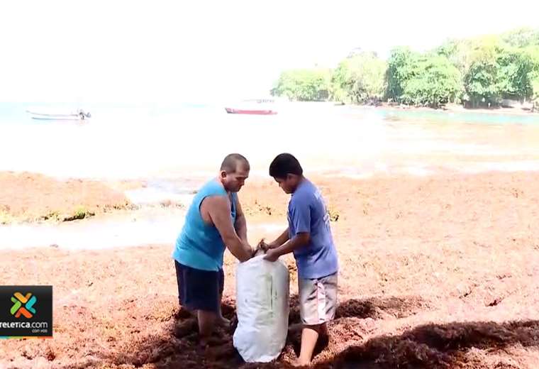 Agricultores aprovechan llegada de algas al Caribe Sur para recolectarlo