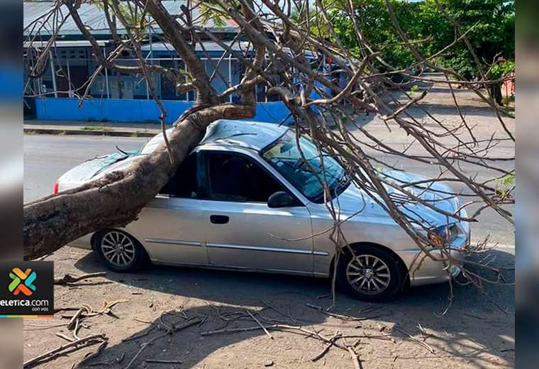 Vientos provocan caída de árbol sobre vehículo en Puntarenas