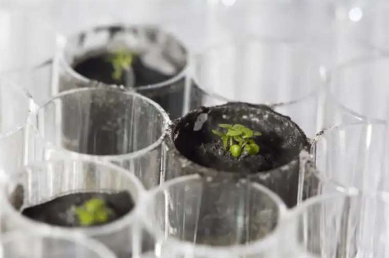 Científicos consiguen cultivar plantas en la Tierra con suelo lunar