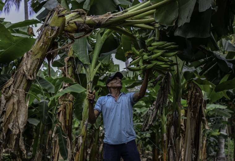 Enfermedad, esterilidad y falta de justicia, los daños de un pesticida en Nicaragua