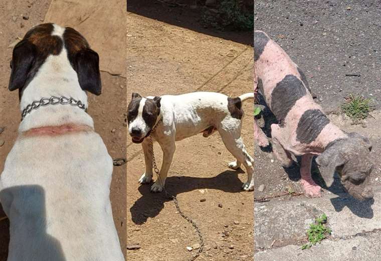 OIJ y Senasa decomisaron tres perros maltratados y descuidados