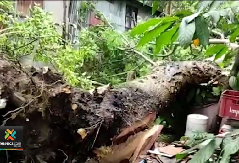 Árbol de gran tamaño cayó sobre vivienda en Desamparados
