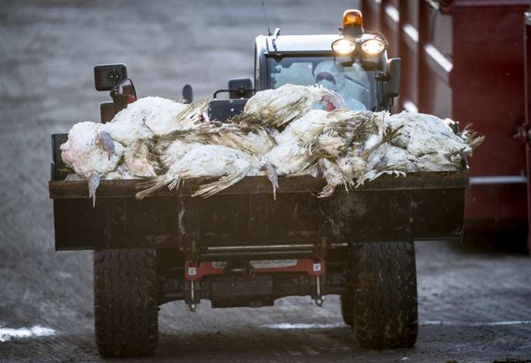 Francia sacrifica 16 millones de aves por epidemia de gripe aviar