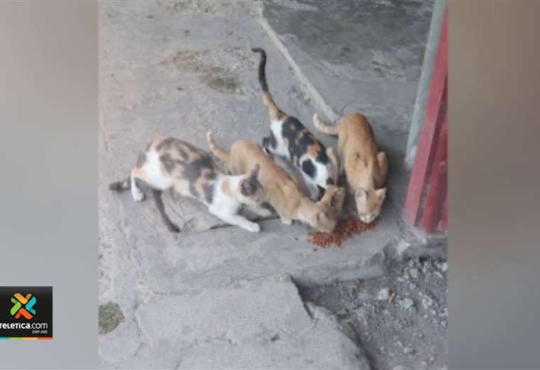Catrix realizará campaña de castración de gatos en Puntarenas