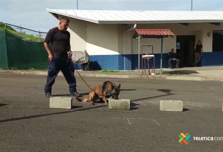 Primeros policías caninos 'doble propósito': no solo detectan drogas, ahora también armas