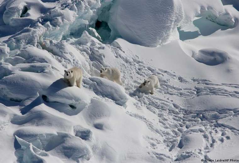 Encuentran población secreta de osos polares en un hábitat "imposible"
