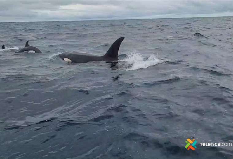 Video: Orcas sorprenden y dan espectáculo en Sámara