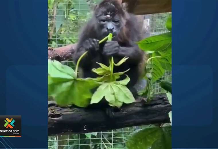 Zoo Ave aplica terapias en piscina y con electricidad para recuperar monos heridos