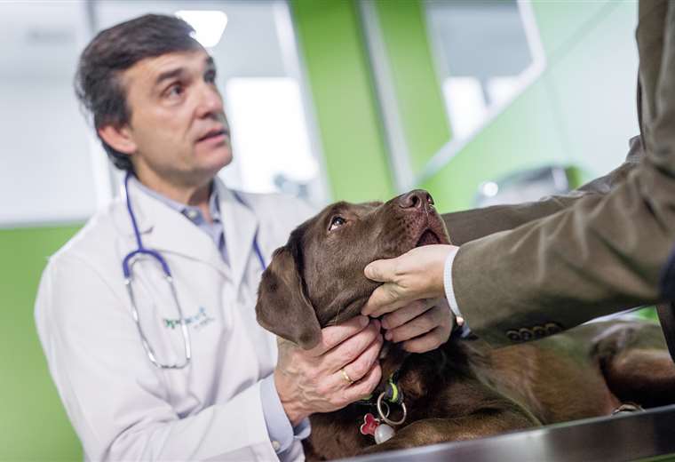 Leptospirosis canina: síntomas y tratamientos