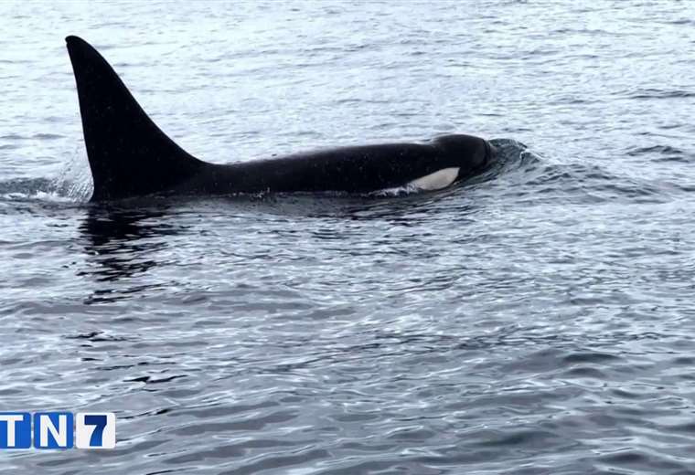 Video: Avistamiento de cinco orcas sorprendió a varios turistas en Puntarenas