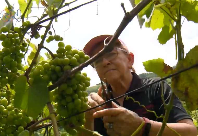 Lorena Porras cosecha hasta 4 mil kilos de uvas en un mes