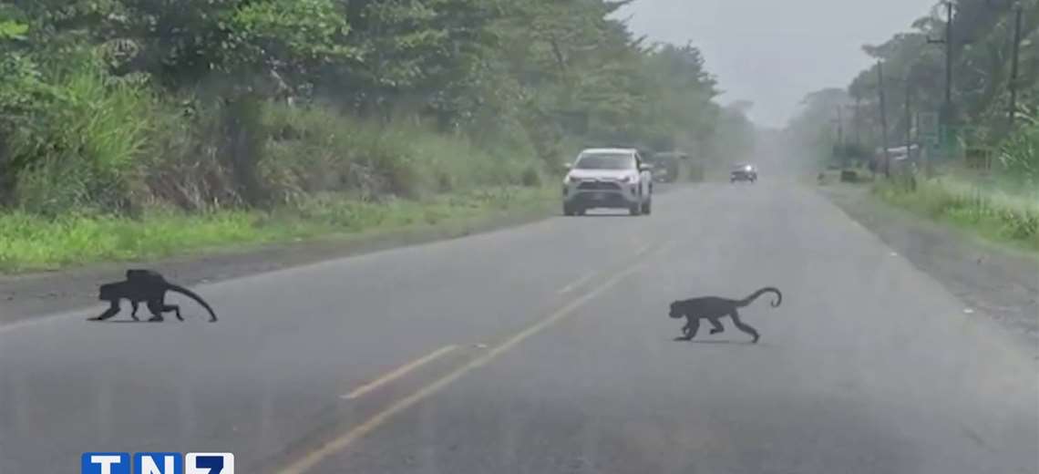 Video Monos Expusieron Su Vida Al Cruzar La Ruta 32 Teletica 9307