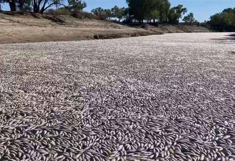 Millions of dead fish block an Australian river