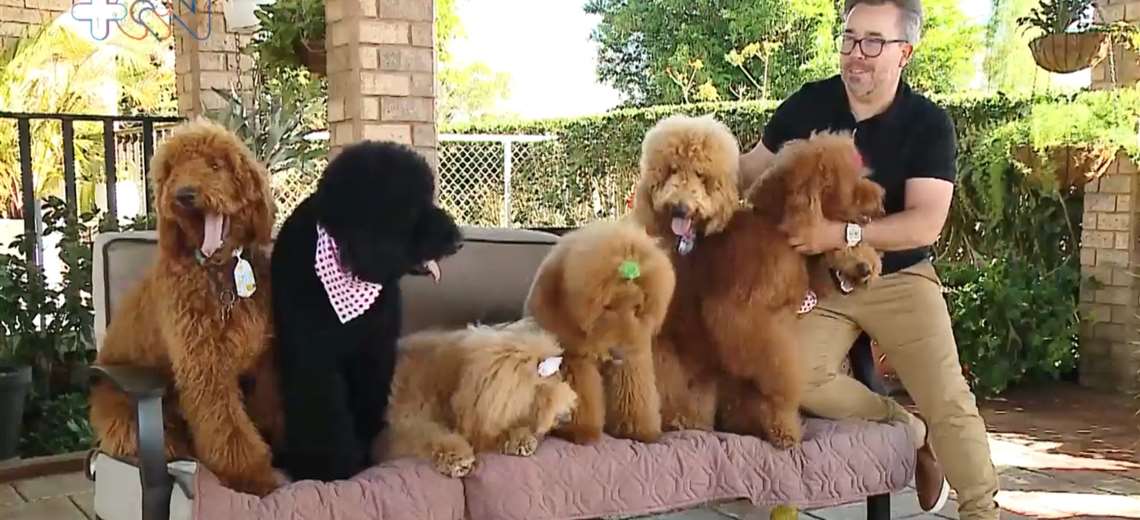 cuanto cuesta un caniche rojo