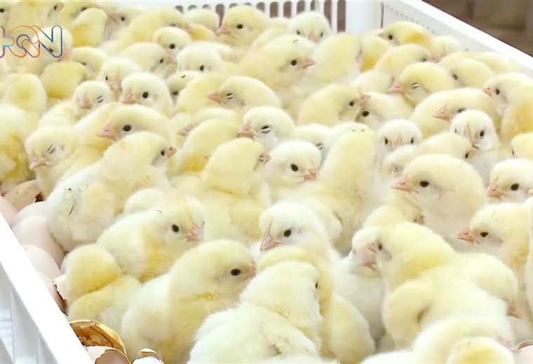 Pollitos En Ruga