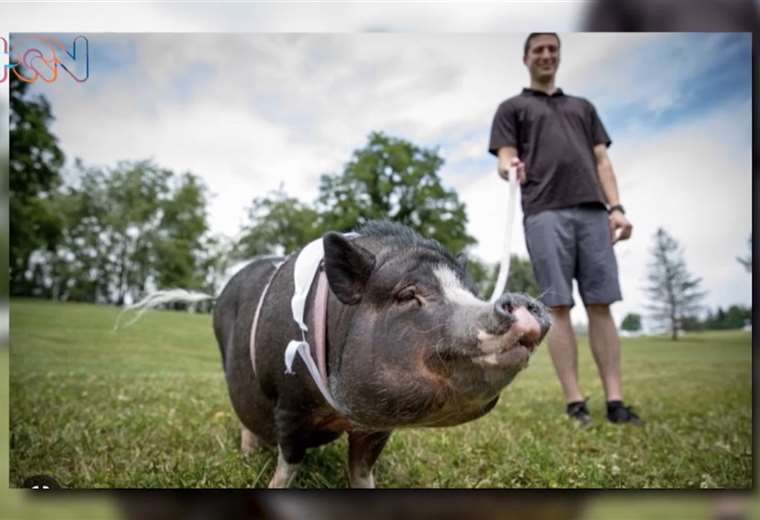 Cerdos Miniatura Se Convierten En Mascotas Populares Entre Los Ticos