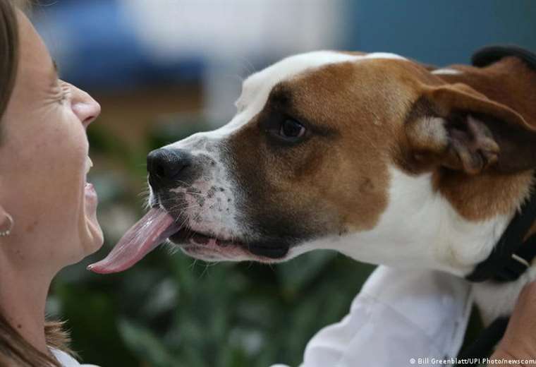Dogs and cats may transmit antibiotic-resistant superbugs, says study
