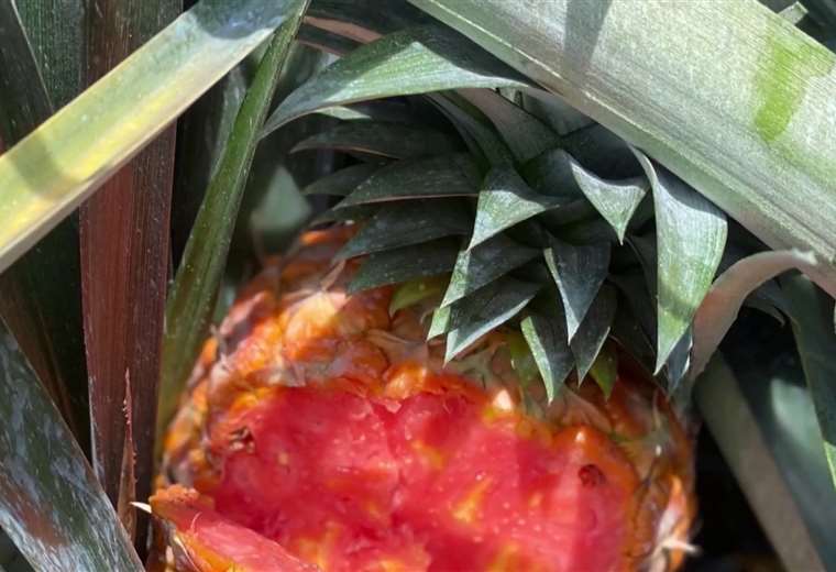 Cultivo ilegal de piña rosada pone en riesgo la marca país, alertan ...