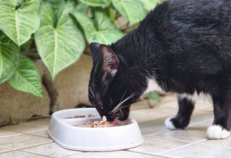 Study Reveals Why Cats Love Tuna So Much